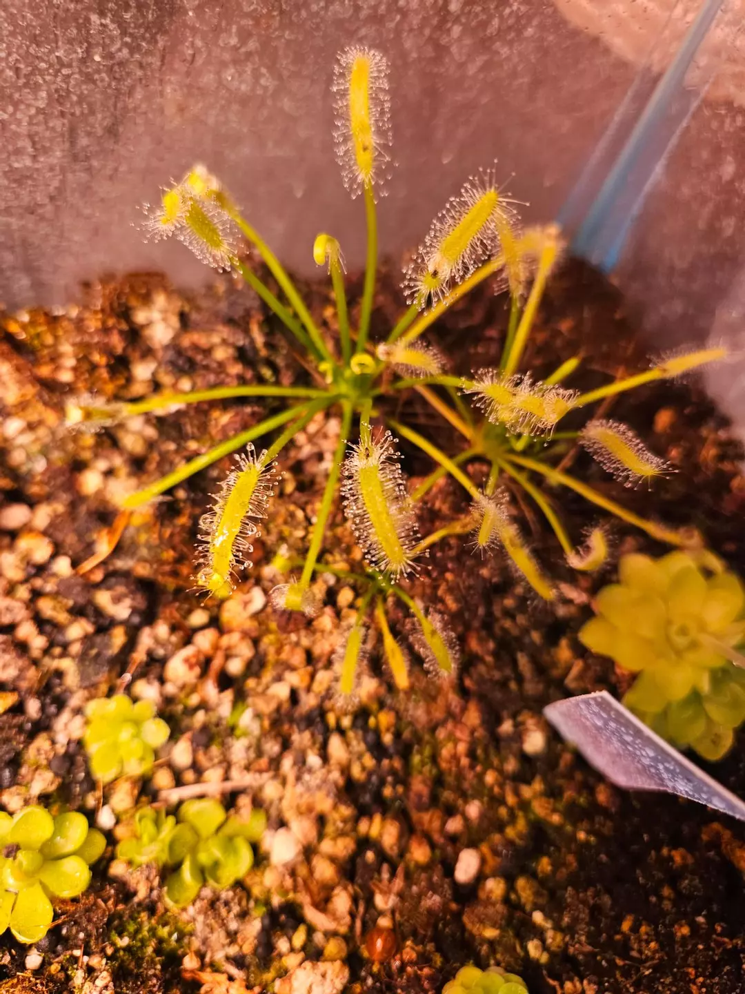 Sundew NOID thumbnail