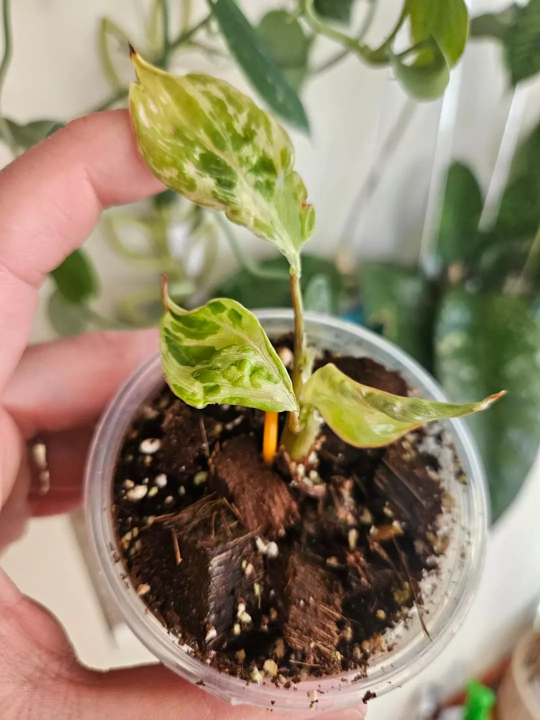 Philodendron gloriosum snow leopard starter thumbnail