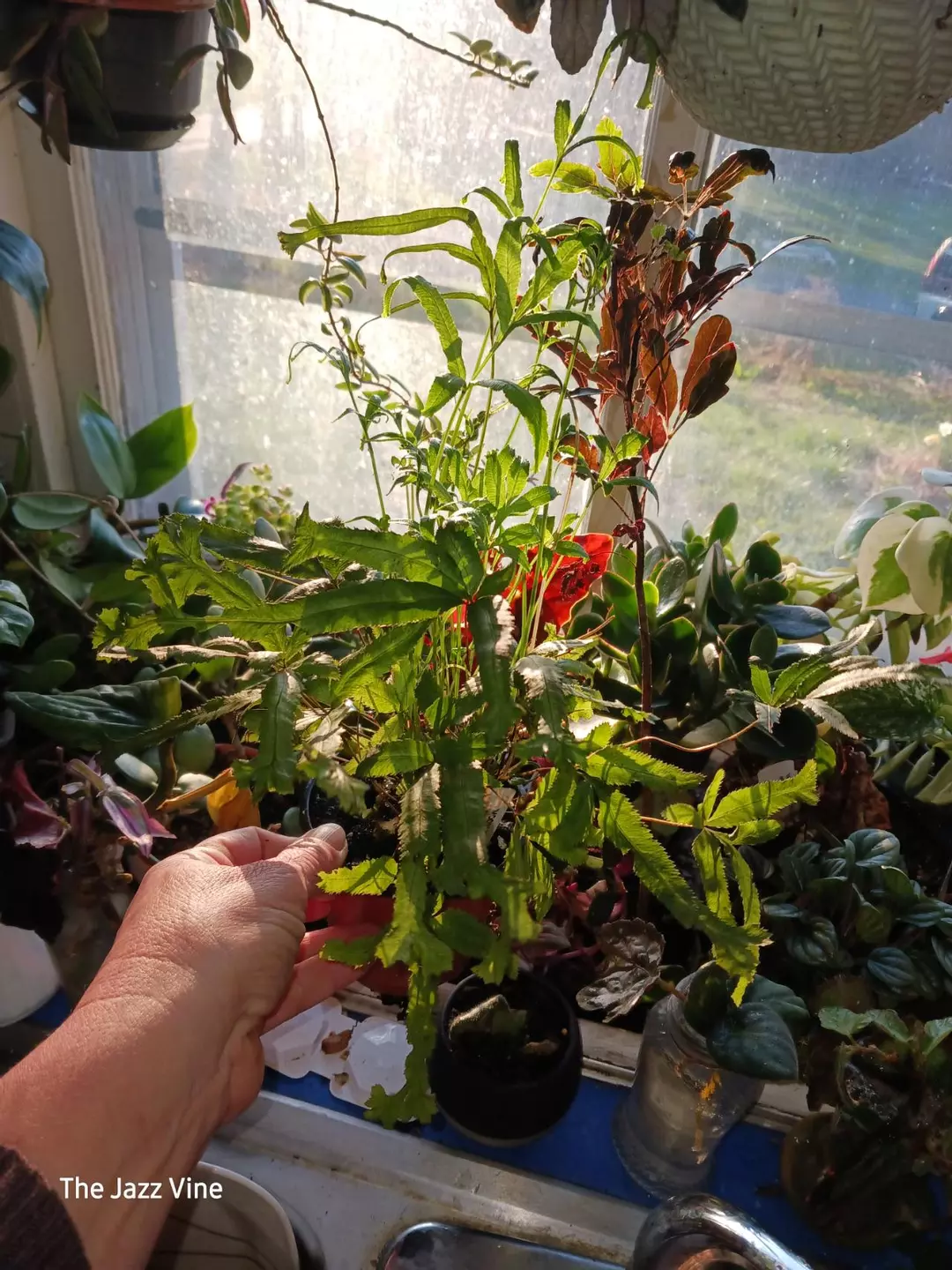 Moonlight fern thumbnail