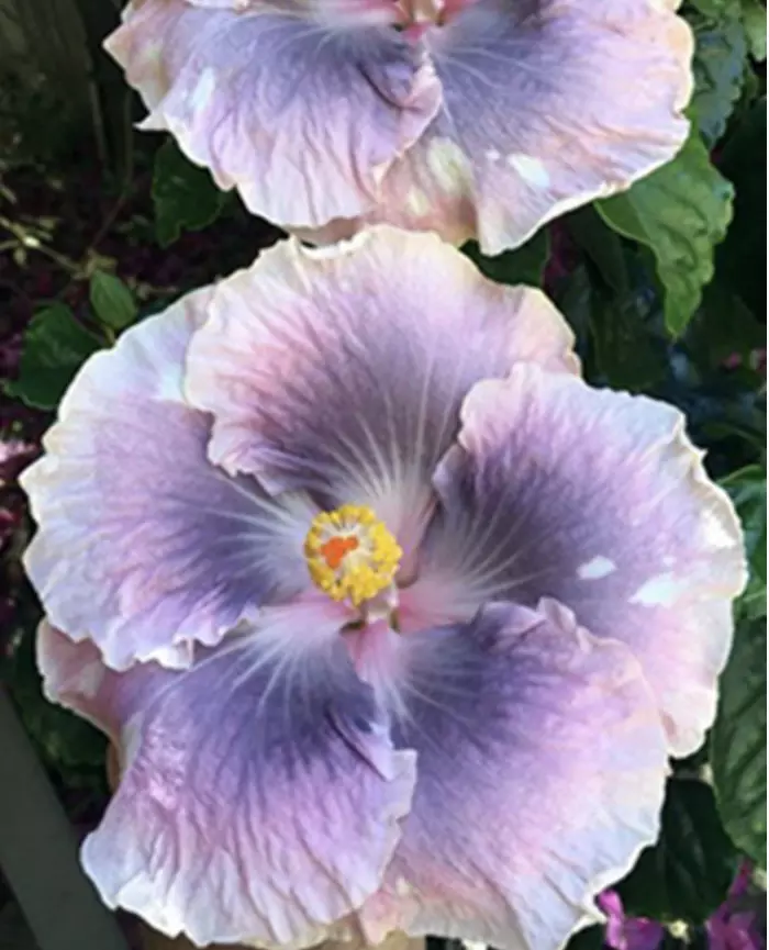 Mountian Mist hibiscus starter plant growers choice thumbnail
