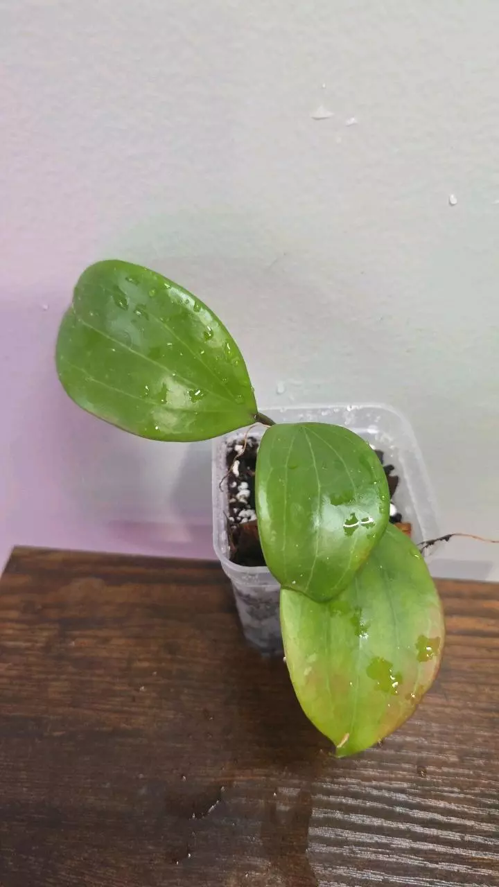 Hoya Quinquenervia 670 thumbnail