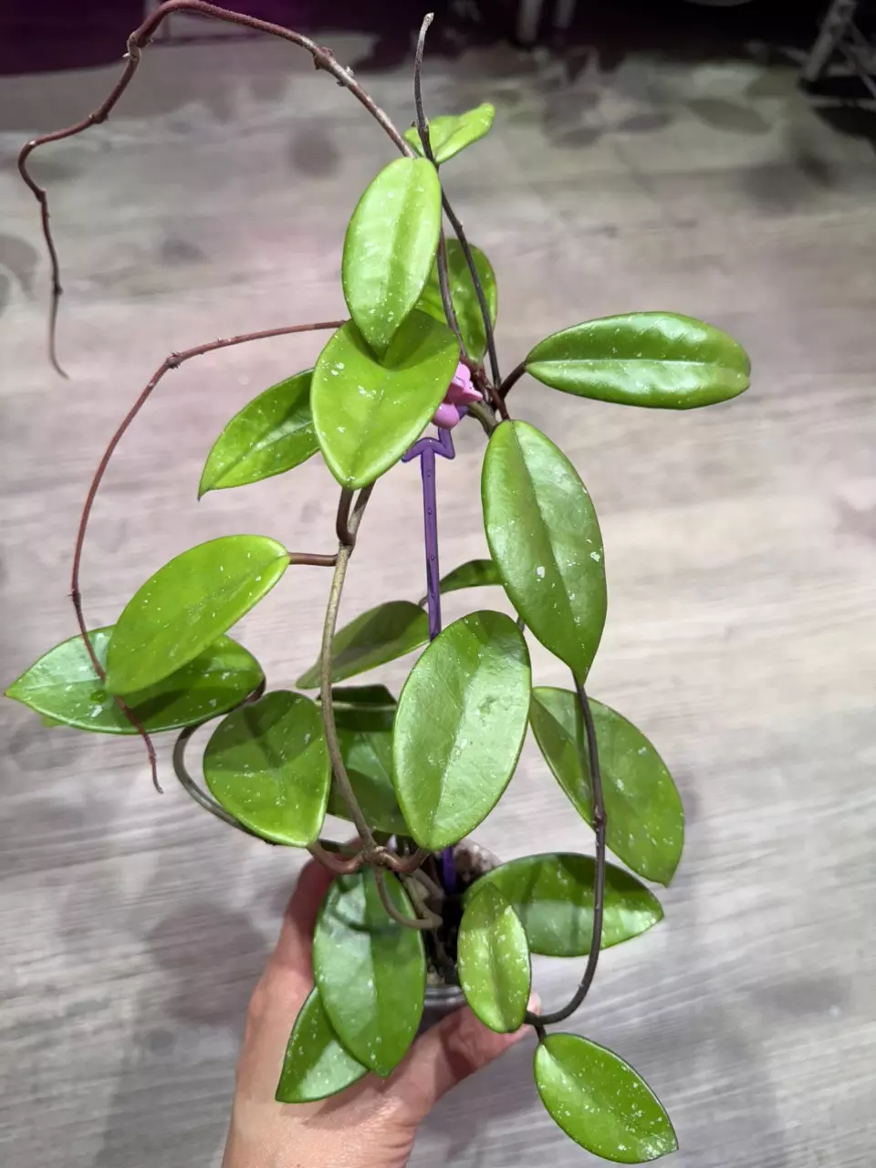 Hoya CV Crystal thumbnail