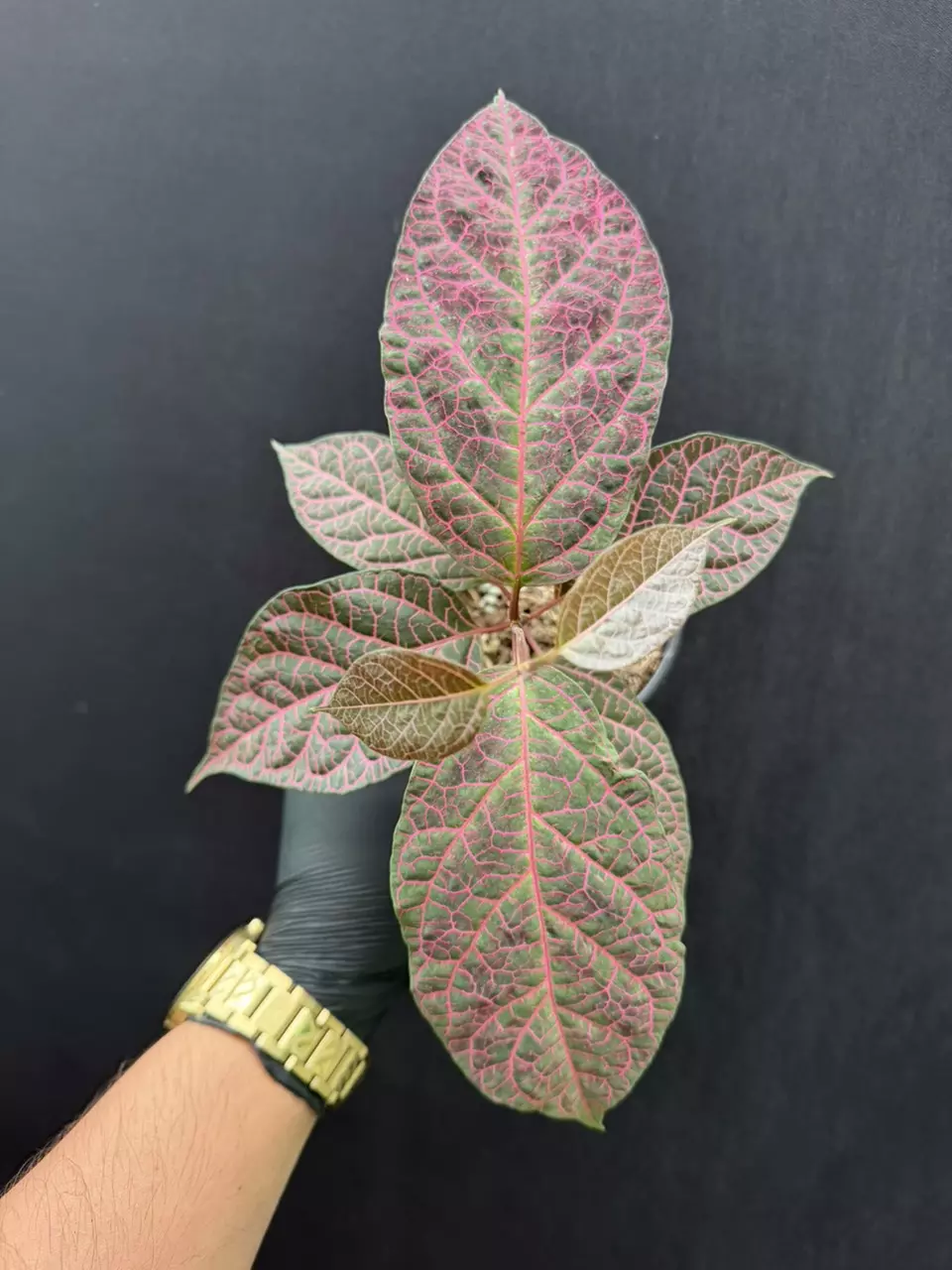 Prestonia quinquangularis (Guyana Species) *Exact Specimen thumbnail