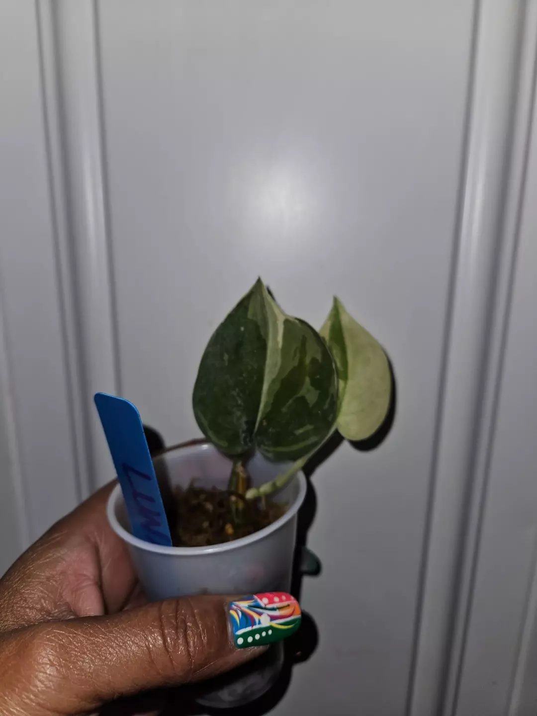 Scindapsus Luna thumbnail