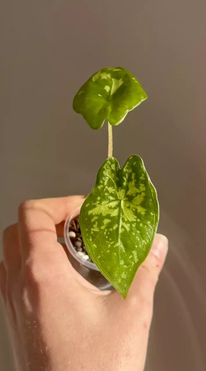 Alocasia Shattered Glass thumbnail