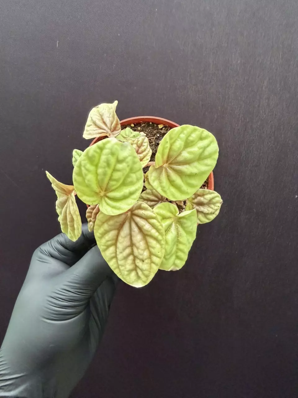 Peperomia Quito *Grower’s Choice thumbnail