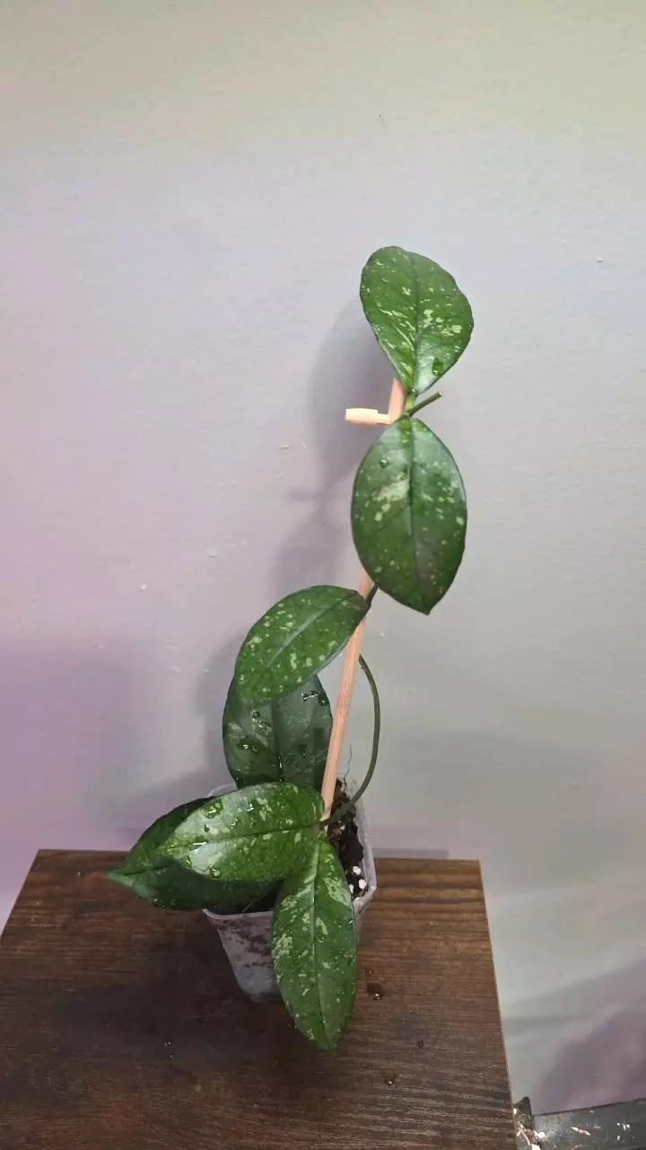 Hoya Crassipetiolata Splash Variegated 665 thumbnail