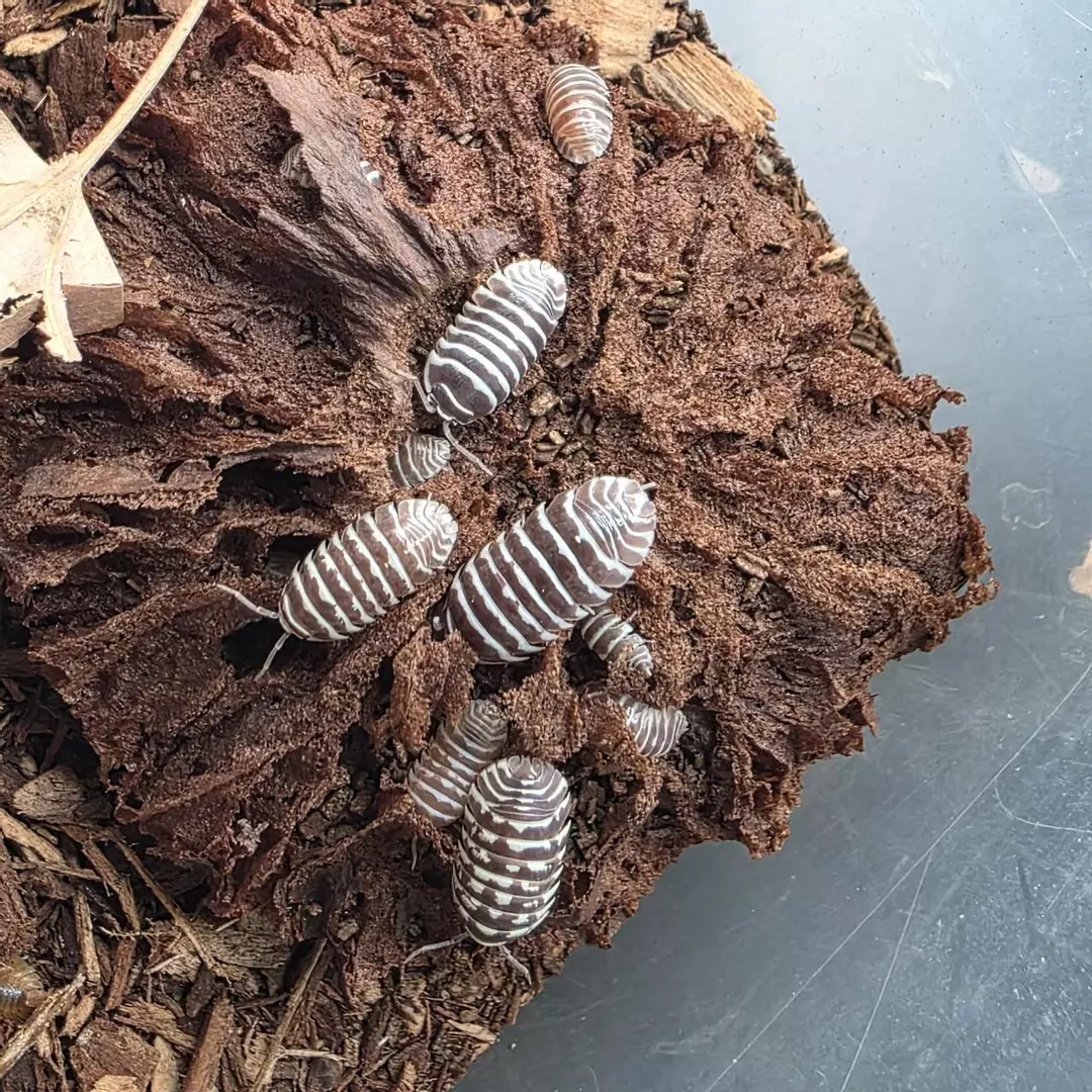 Armadillidium maculatum "Chocolate Zebra" 10ct thumbnail
