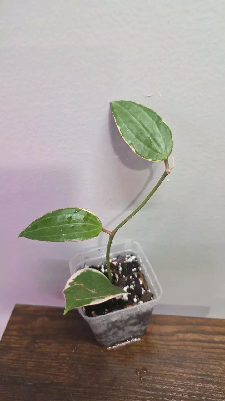 Hoya Latifolia Albomarginata 668 thumbnail