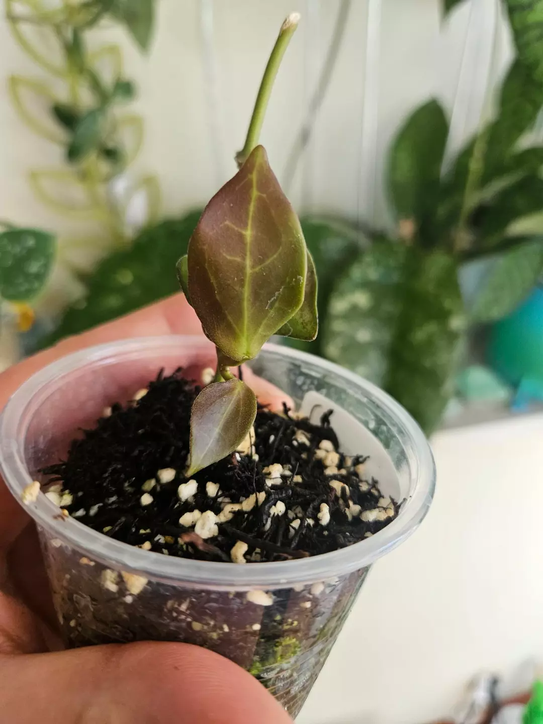 Hoya Aramelon UPT012 thumbnail