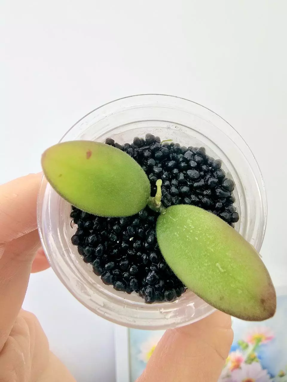 Hoya VL9 Variegated thumbnail