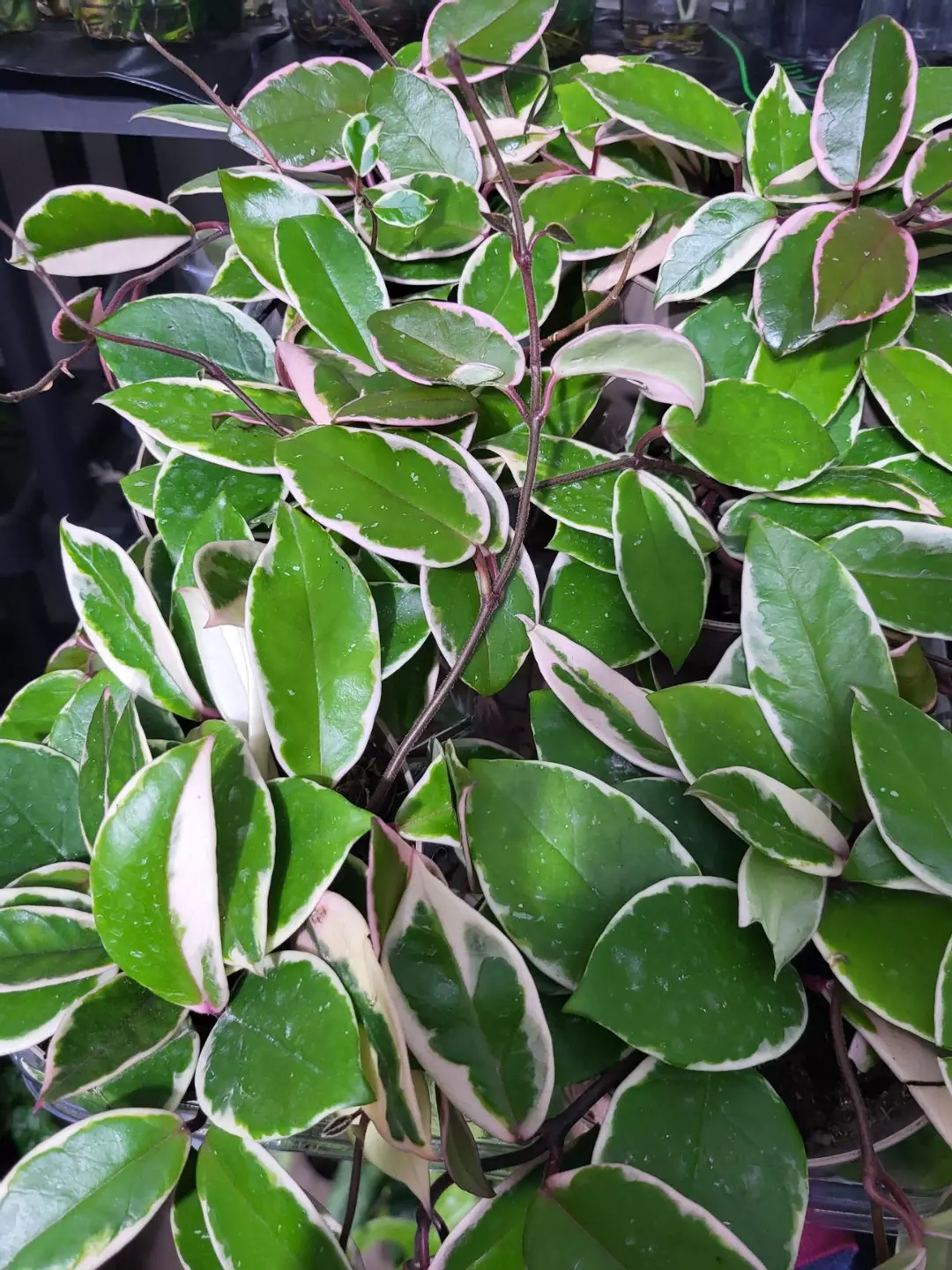 Hoya flamingo dream 6" thumbnail