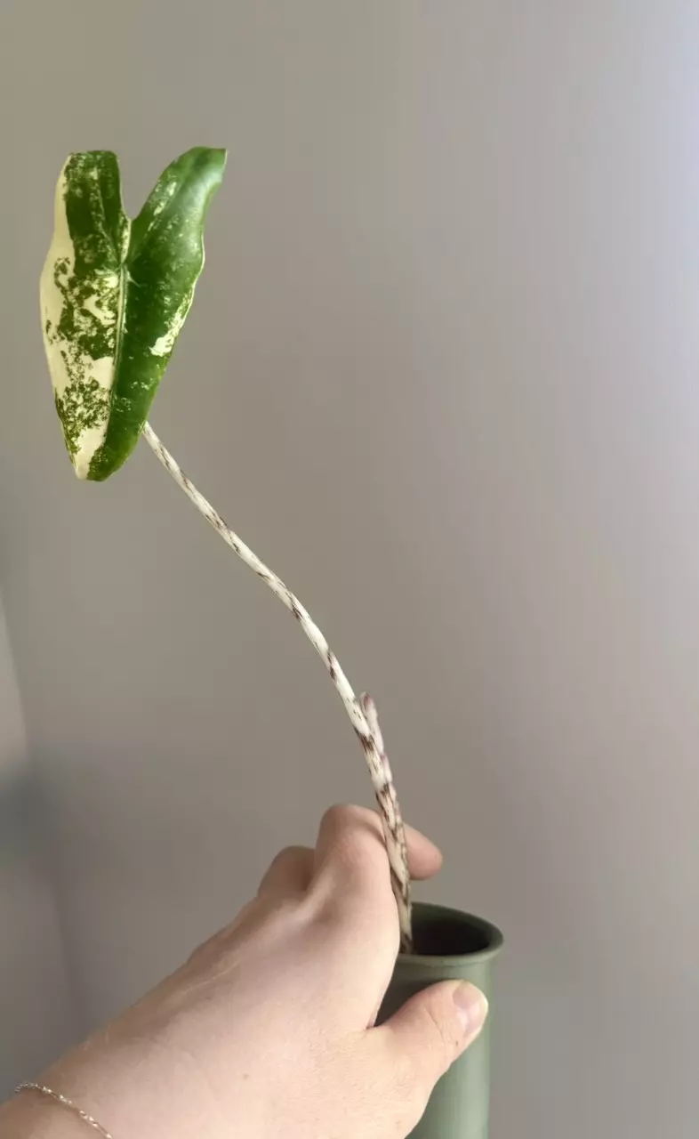 Alocasia Zebrina Aurea thumbnail