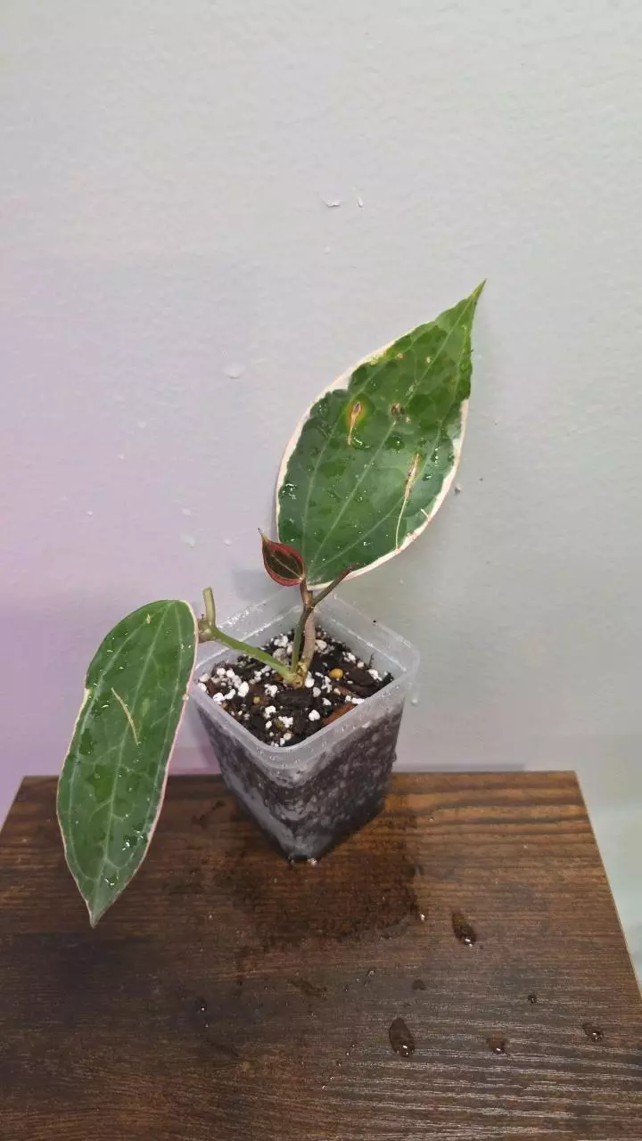 Hoya Latifolia Albomarginata 666 thumbnail