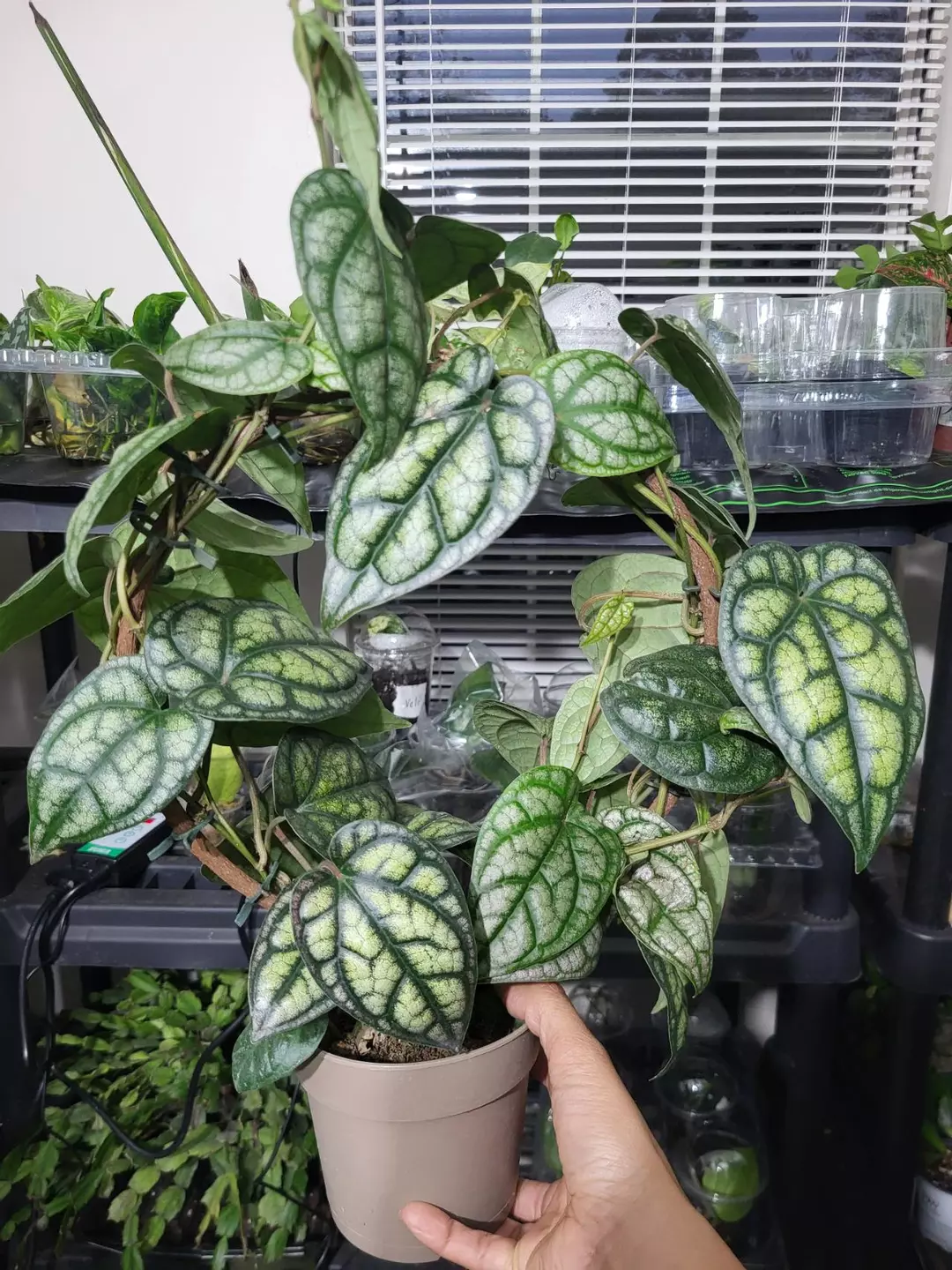 Tahitian Piper Halo thumbnail