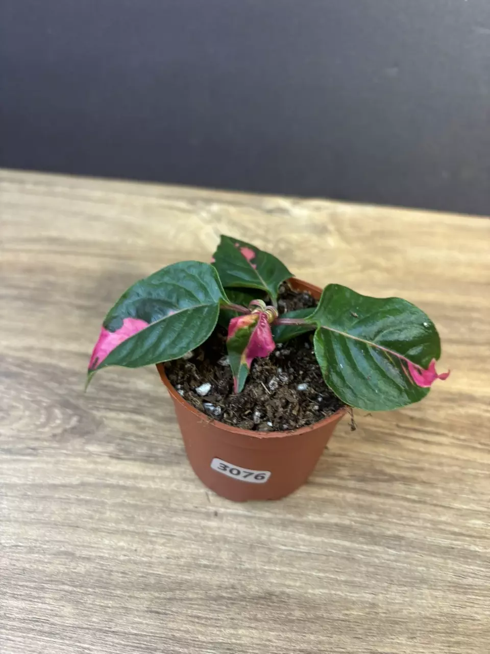 Alternanthera Phycoidea 'Party Time' 3” 3076 thumbnail