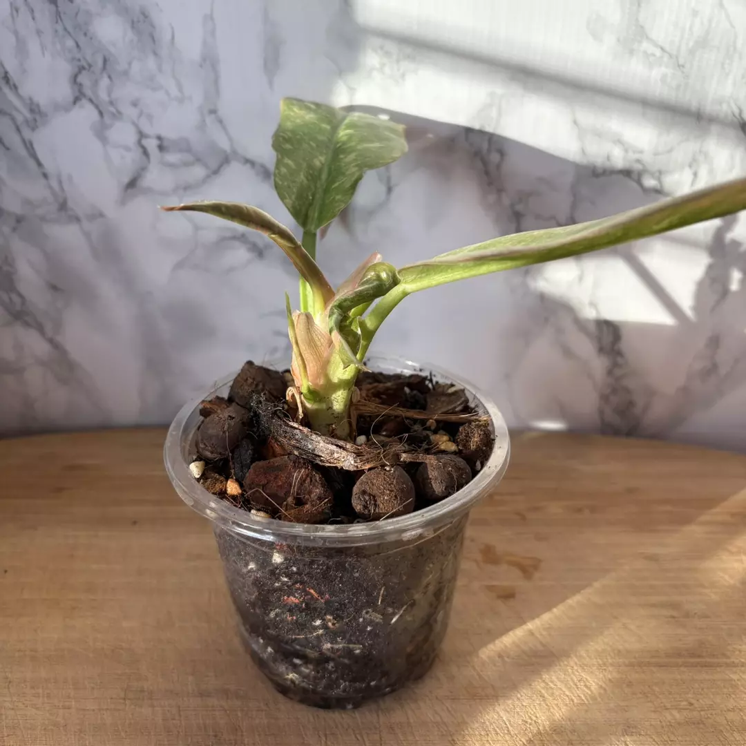 Rehab: Philodendron Ring of Fire 4” thumbnail