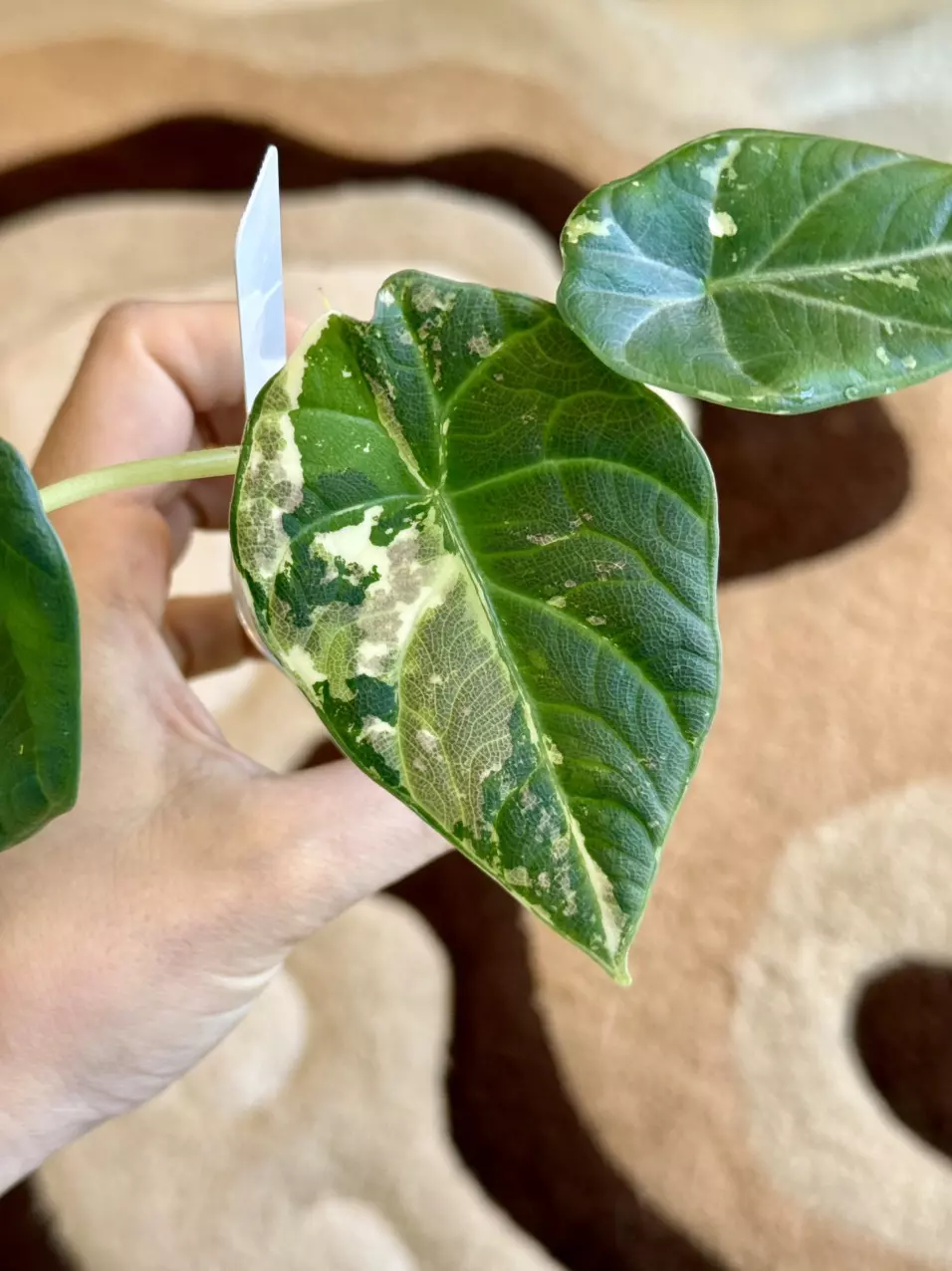 (+8 corms forming) maharani albo 🤍 thumbnail