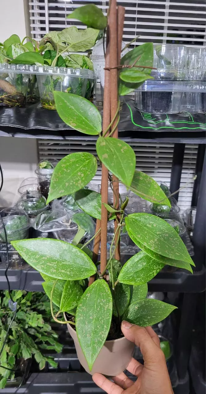 Hoya wibergiae in tripod thumbnail