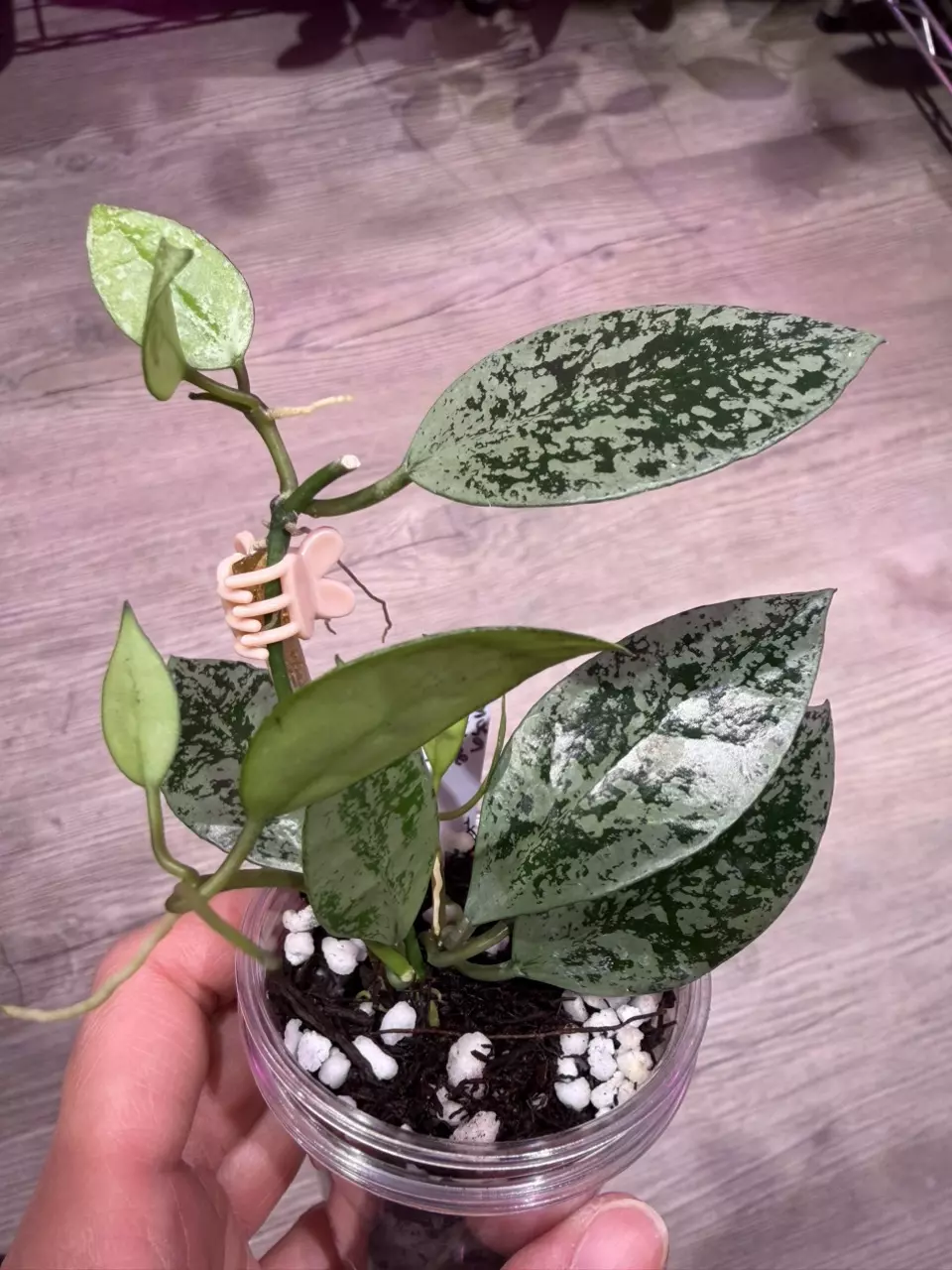 Hoya Lacunosa Silver Lime Large leaf thumbnail