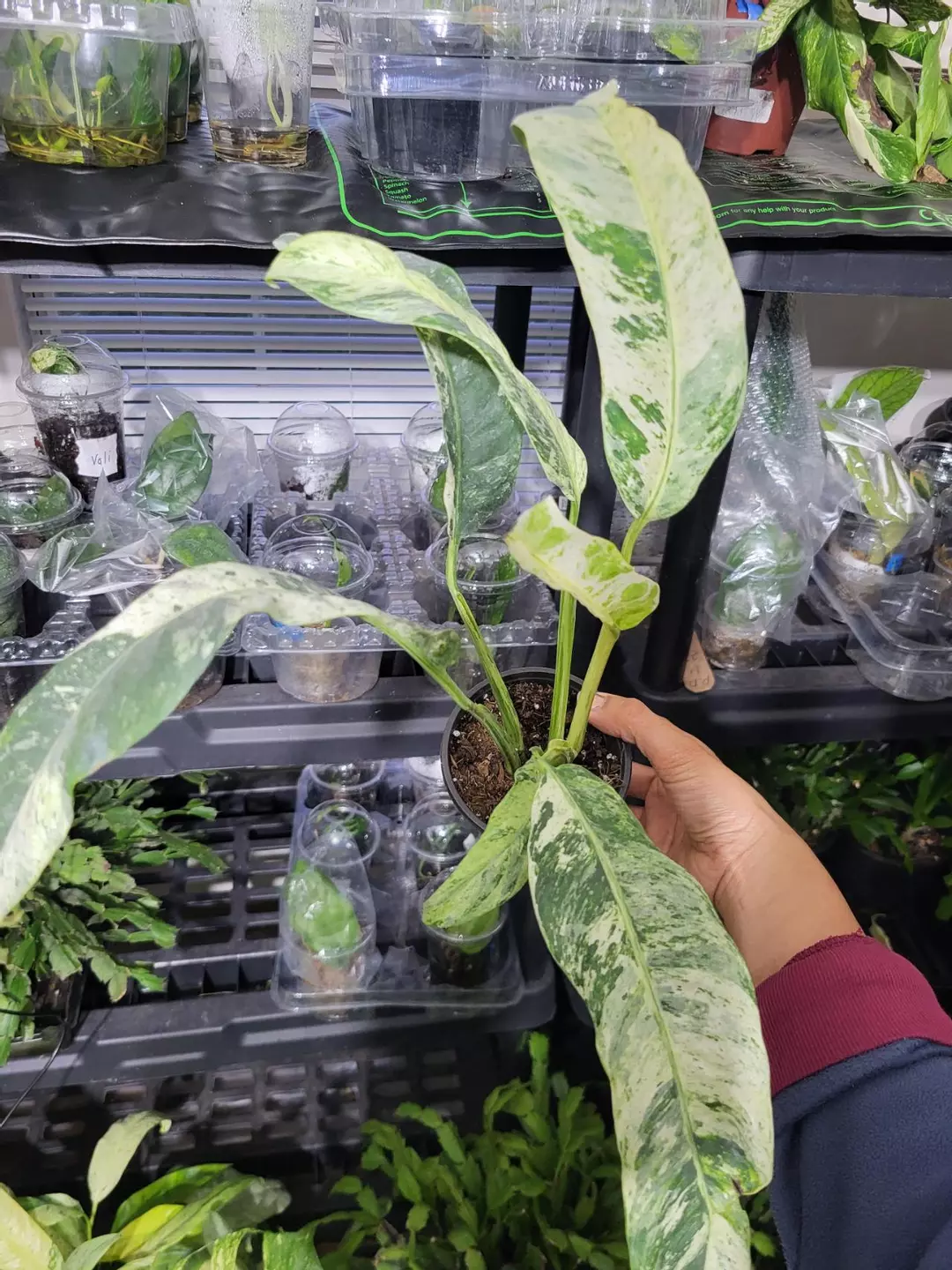 Epipremnum giganteum var thumbnail