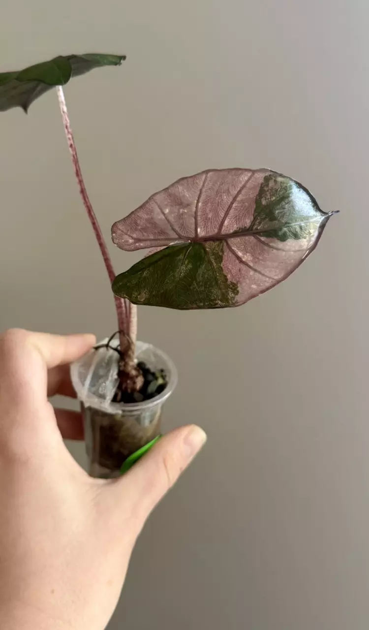 Alocasia Yucatán Princess Pink thumbnail