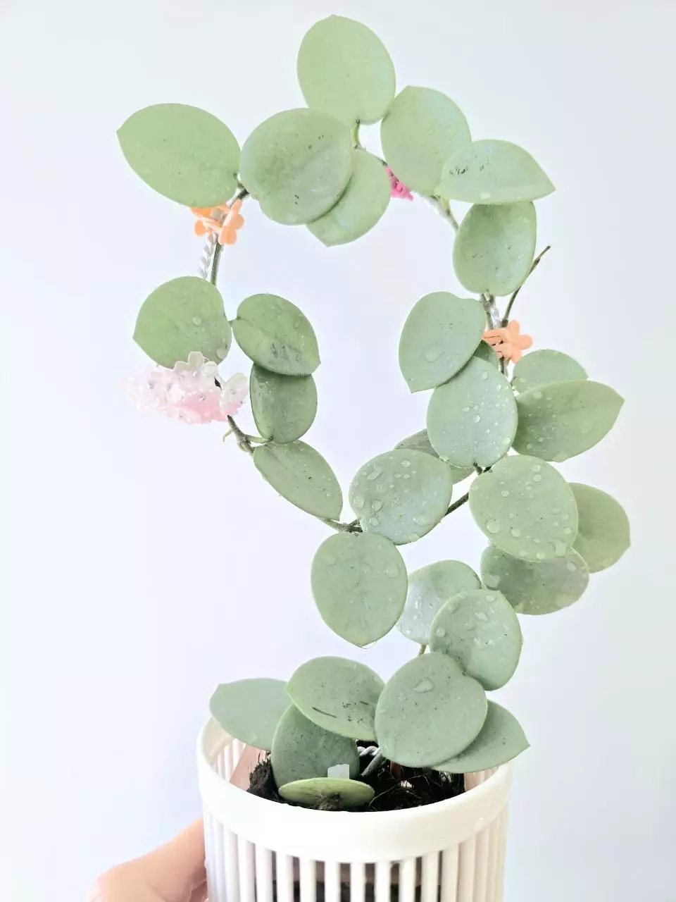 Hoya Mathilde Grey Fairy | UNROOTED fresh cutting thumbnail