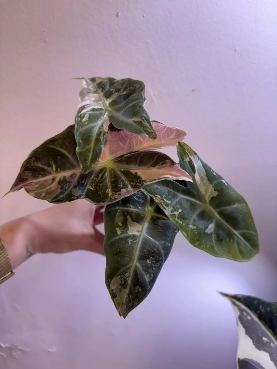 ✨Alocasia Pink Dragon Albo✨ thumbnail