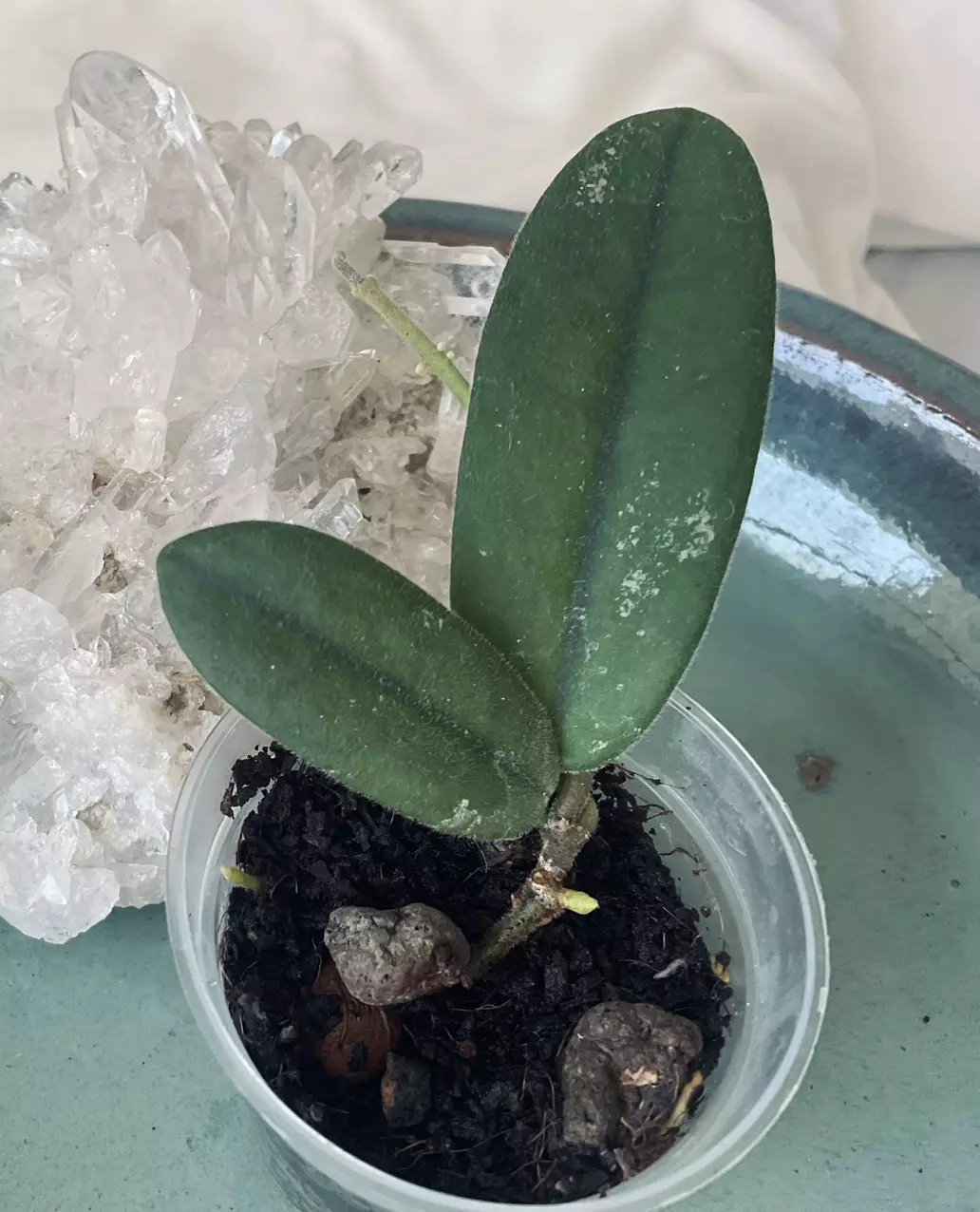 Hoya Sochuaensis thumbnail