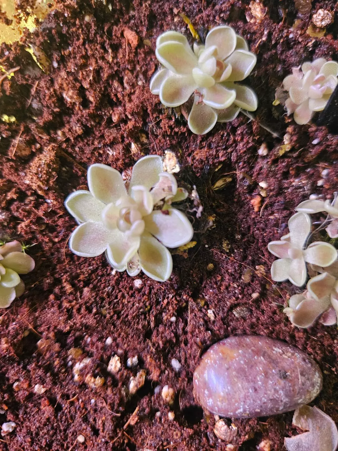 Pinguicula cotton candy thumbnail