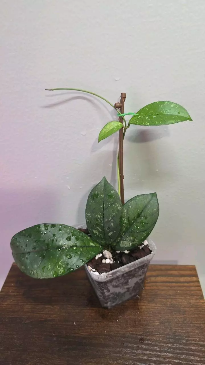 Hoya Crassipetiolata Splash Variegated 662 thumbnail