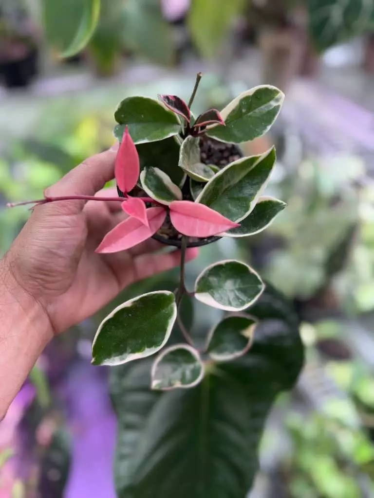 Hoya carnosa 'Krimson Queen' | The Variegated Icon thumbnail