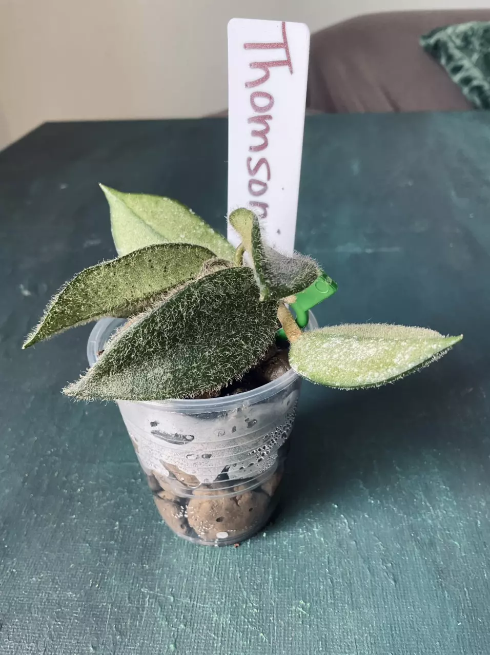 Hoya Thomsonii thumbnail