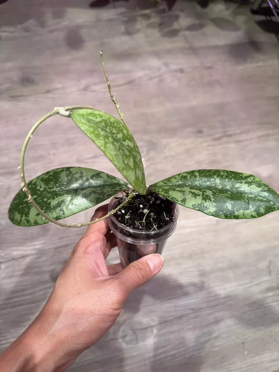 Hoya Aff Lambii splash thumbnail