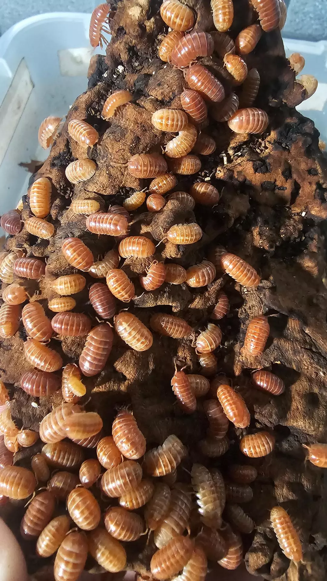 Armadillidium vulgare "Orange Vigor" 10ct thumbnail