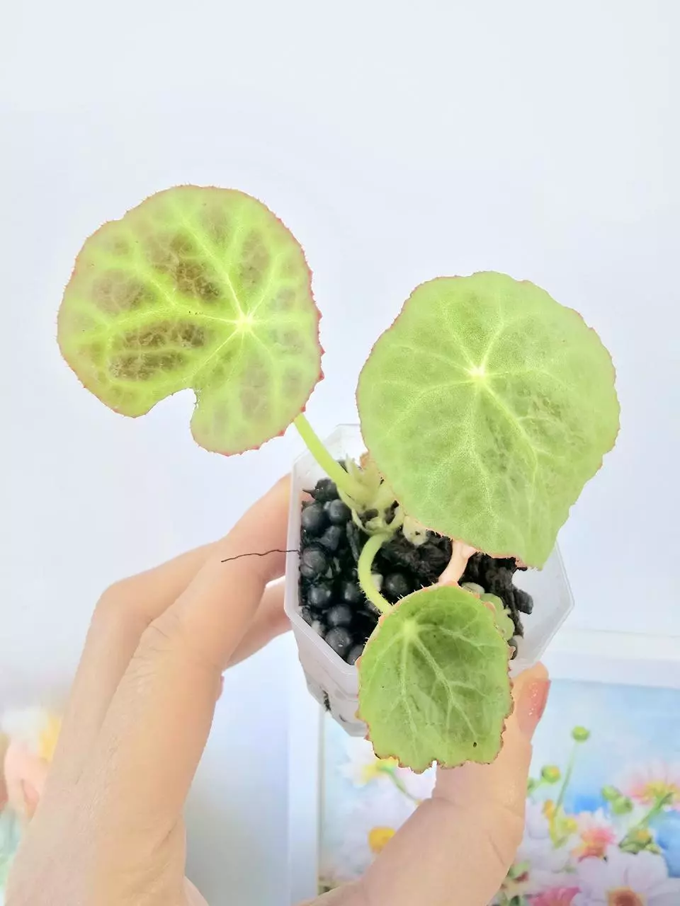 Begonia Goegoensis thumbnail