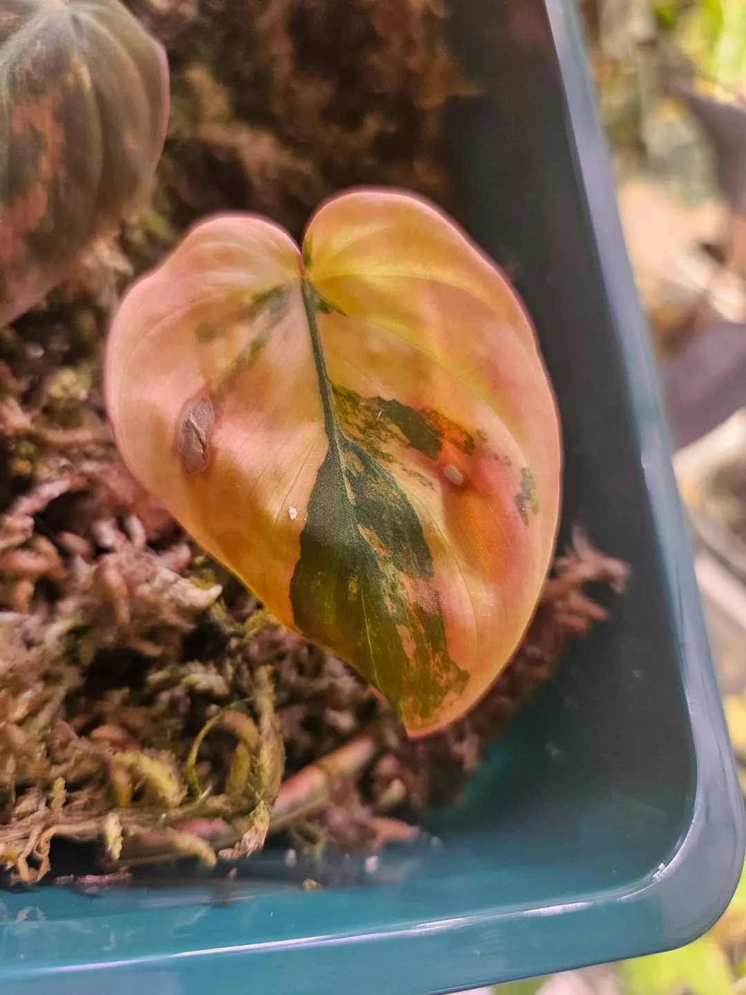 Verigated micans 1 leaf starter thumbnail