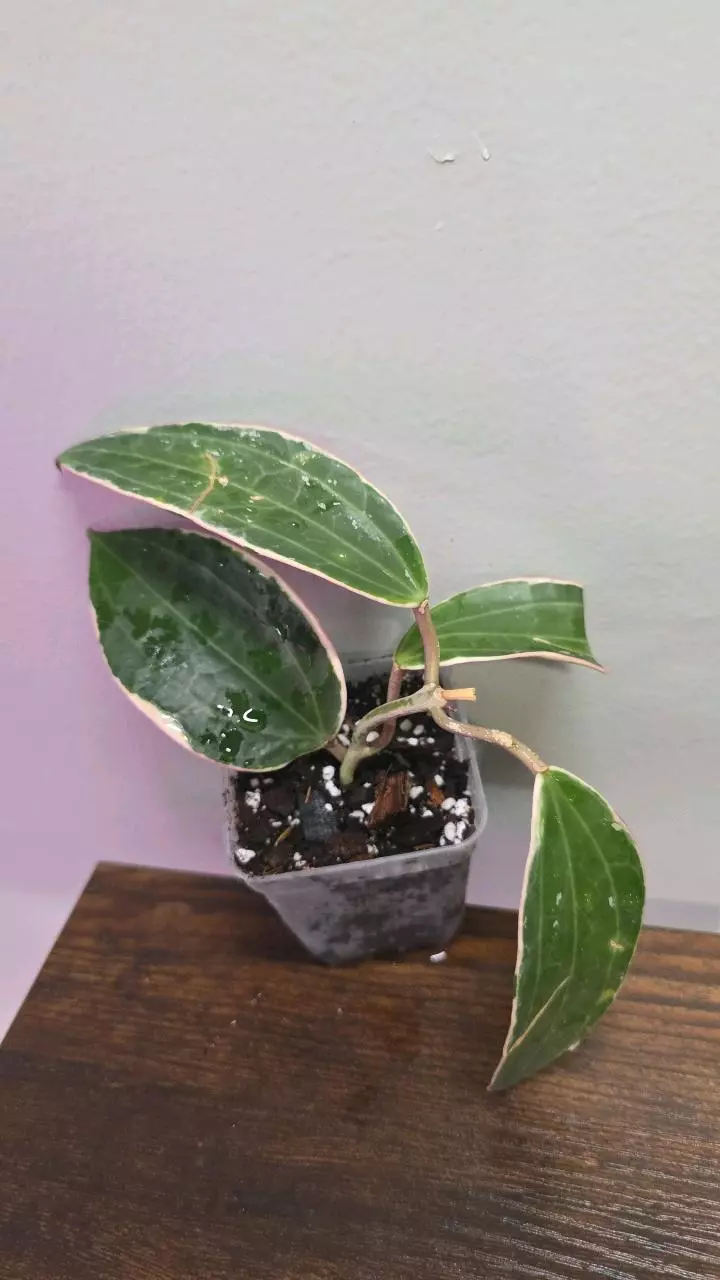 Hoya Latifolia Albomarginata 667 thumbnail