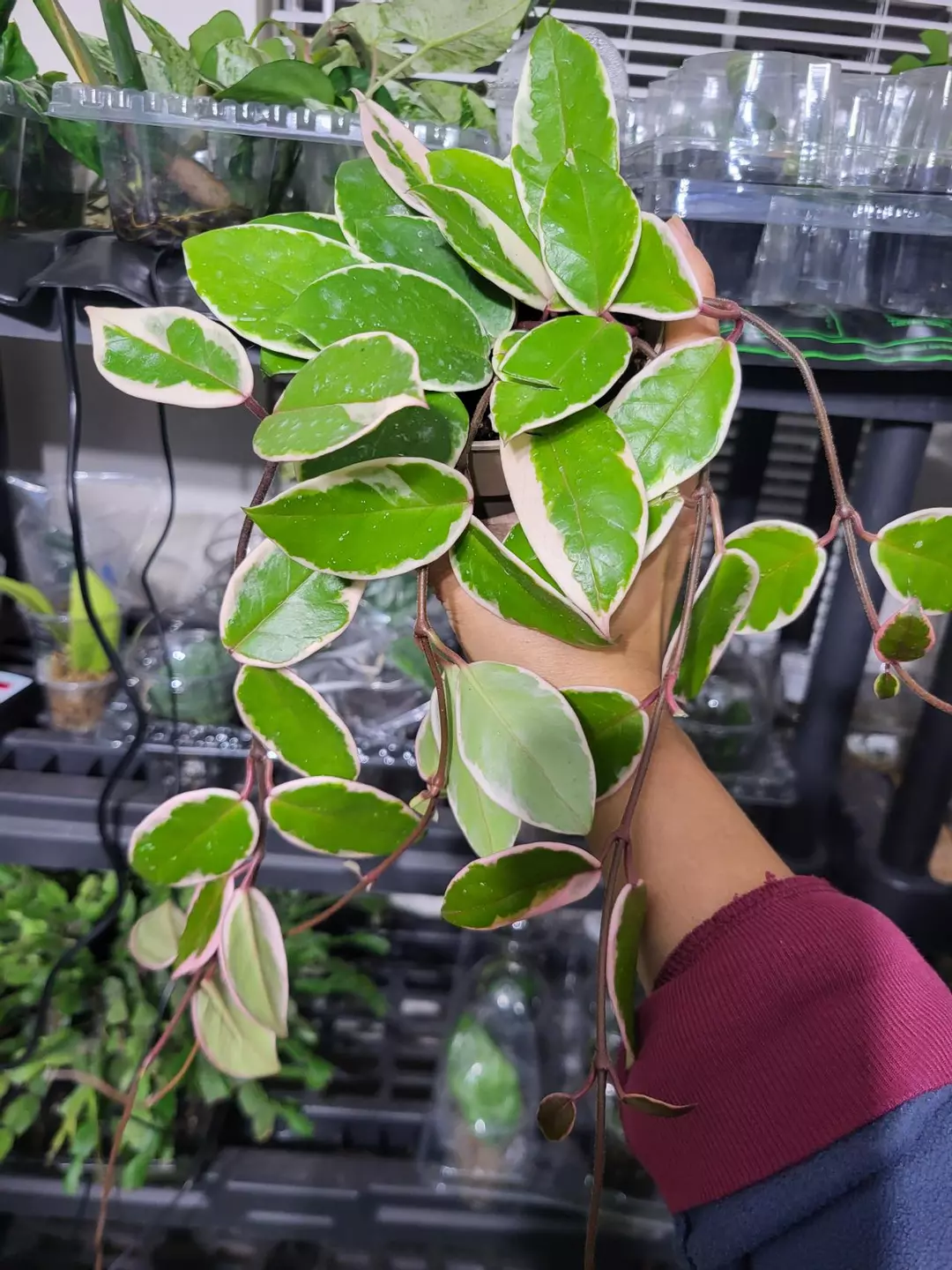Hoya flamingo cutting only thumbnail