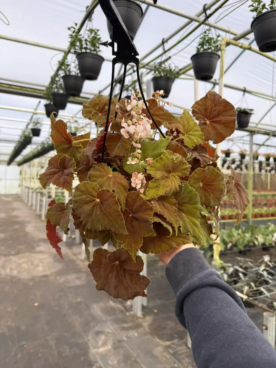 Rex Begonia Amber Love 8” Hanging Basket thumbnail