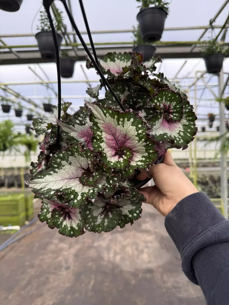 Rex Begonia Alaska Creek Hanging Basket thumbnail