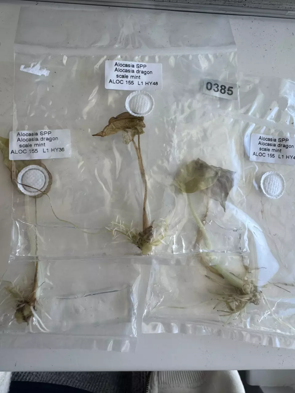 Rehabby Dragon Scale Mint TC thumbnail