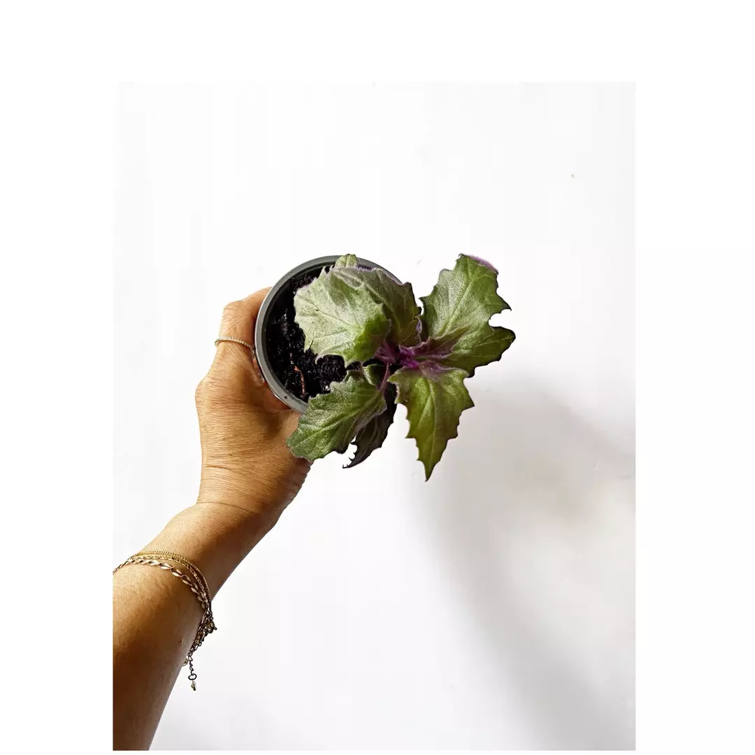 🎋Purple Passion  *gc thumbnail