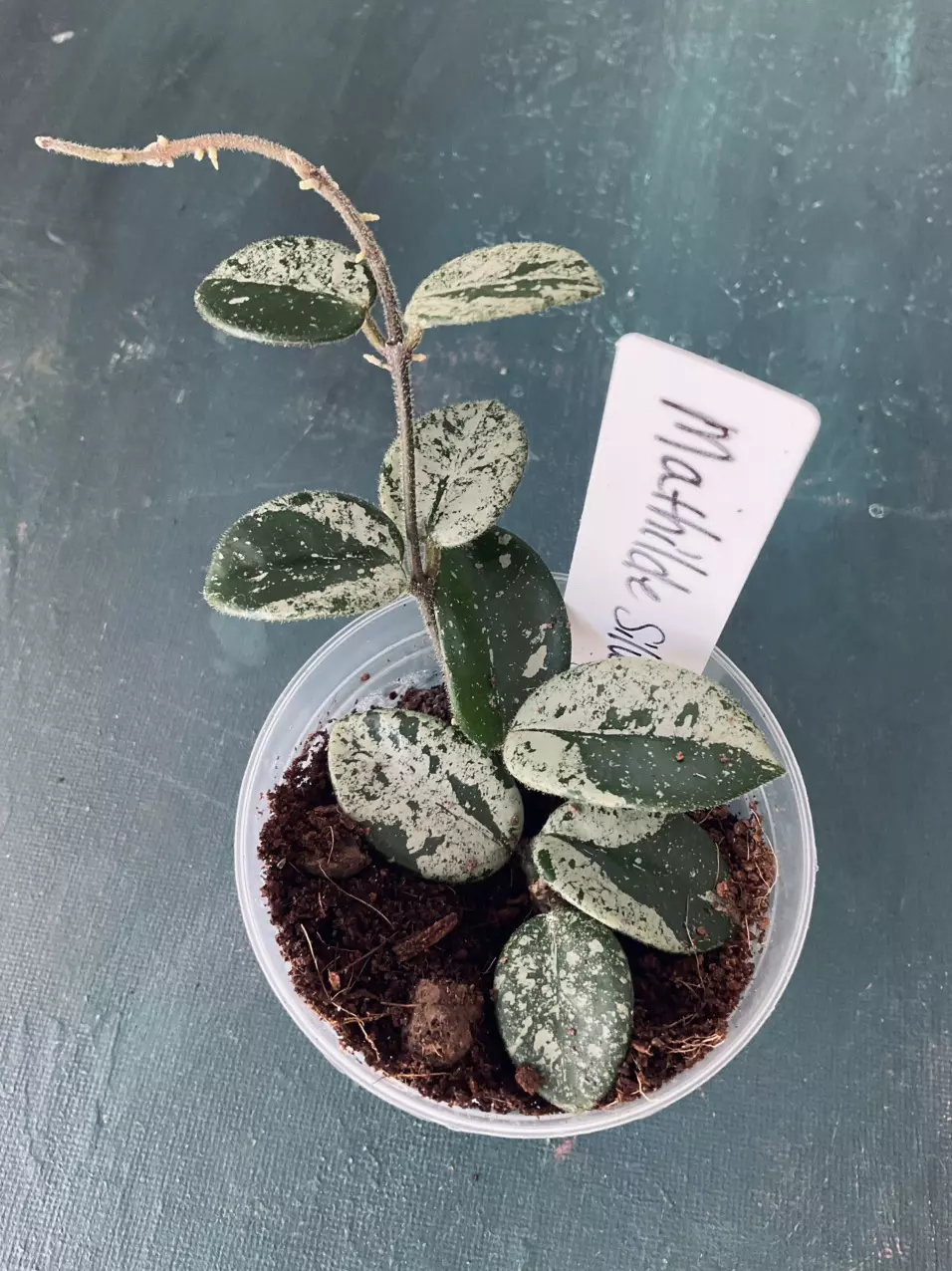 Mathilde Silver thumbnail