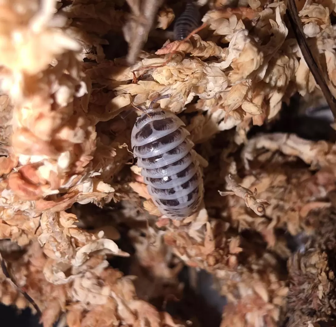 Armadillidium maculatum "High White Zebra" 10ct thumbnail