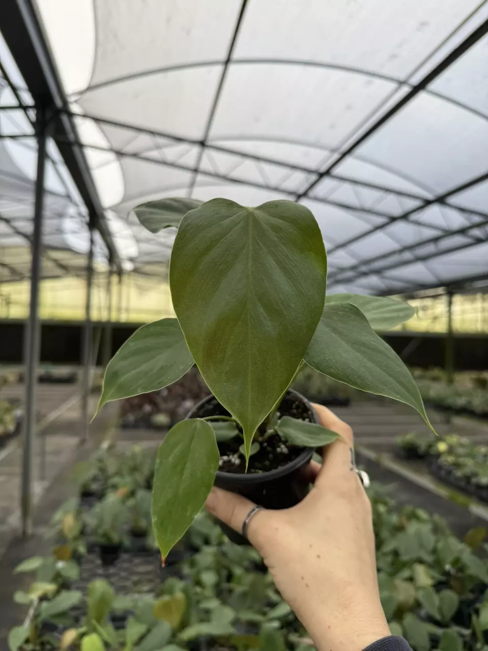 Philodendron Lynamii 4” thumbnail