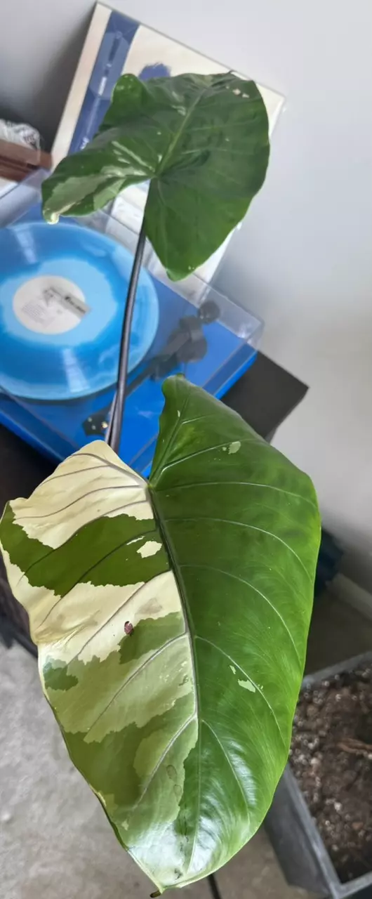 Alocasia Black Stem Albo Corm thumbnail