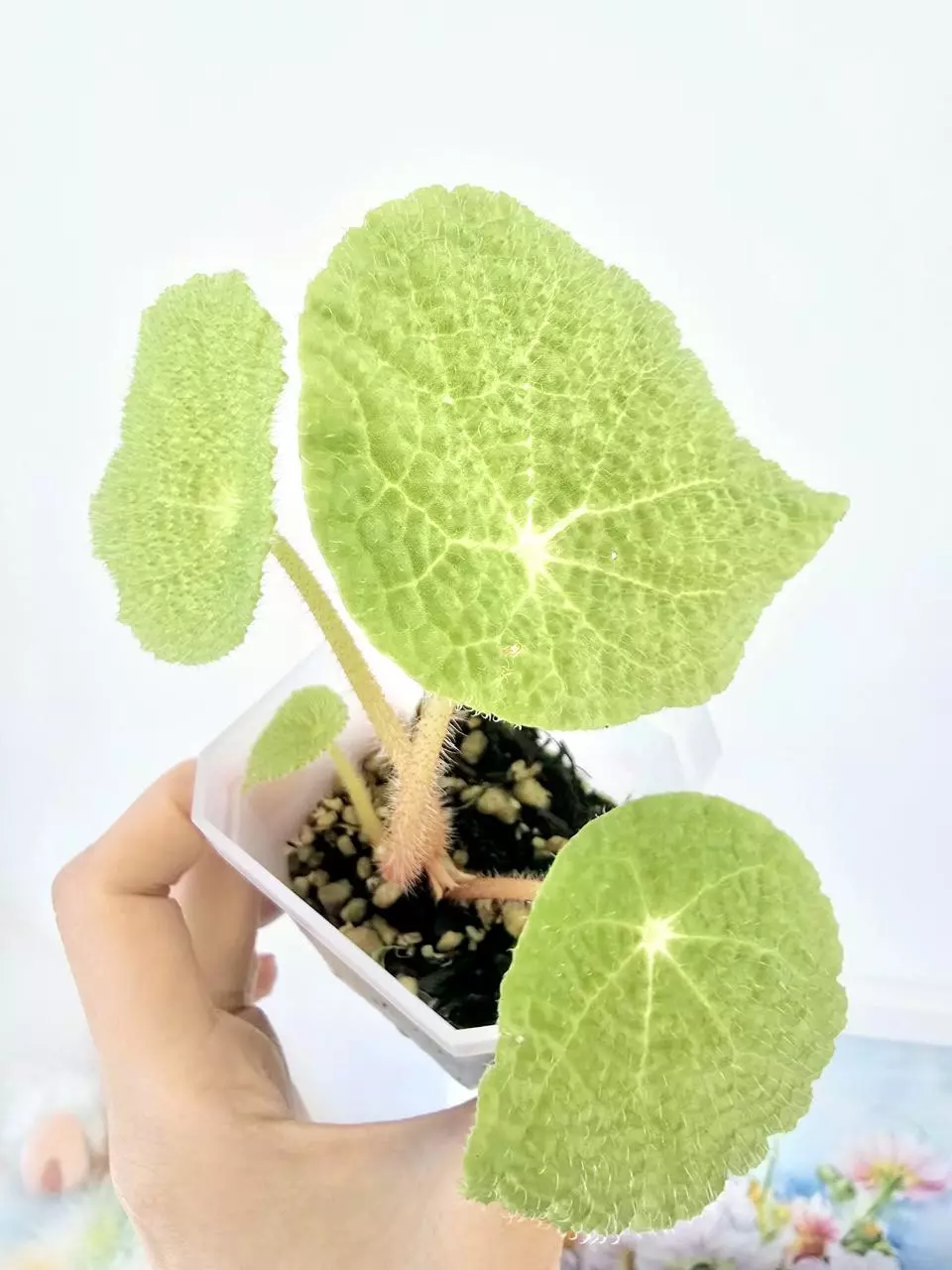 Begonia Staudtii thumbnail