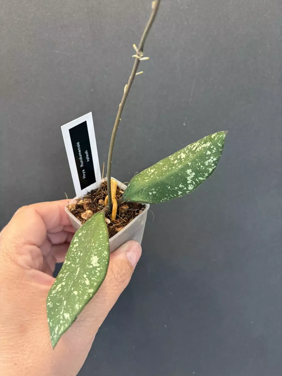 Hoya Rundumensis splash thumbnail