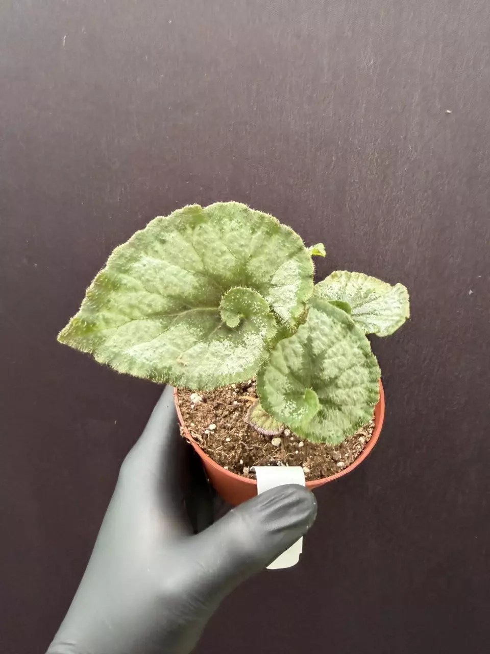 Begonia Escargot *Grower’s Choice thumbnail